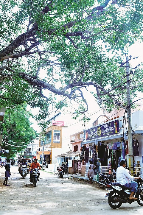 ಗುಂಡ್ಲುಪೇಟೆ ಪಟ್ಟಣದ ಹಳೇ ಆಸ್ಪತ್ರೆ ರಸ್ತೆಯಲ್ಲಿ ರಸ್ತೆಗೆ ಚಾಚಿಕೊಂಡಿರುವ ಅರಳಿ ಮರದ ಕೊಂಬೆ ಬೀಳುವ ಹಂತದಲ್ಲಿರುವುದು.