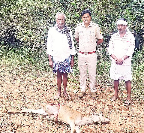 ಗುಂಡ್ಲುಪೇಟೆ  ತಾಲೂಕಿನ ತೆರಕಣಾಂಬಿಹುಂಡಿ ಗ್ರಾಮದ ಮಹದೇವಪ್ಪ ಎಂಬುವರ ಜಮೀನಿನಲ್ಲಿ ಚಿರತೆದಾಳಿಗೆ ಬಲಿಯಾದ ಕರುವನ್ನು ಅರಣ್ಯ ಸಿಬ್ಬಂದಿ ಪರಿಶೀಲಿಸಿದರು.