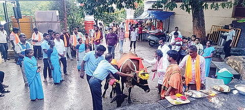 cow worship