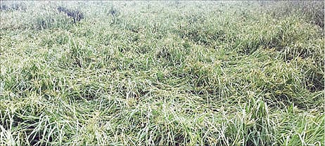 25_10_2025_BGR_RURAL_PAGE_3