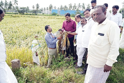 PADDY VISIT
