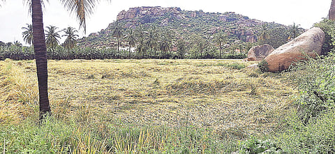 rice yield decline