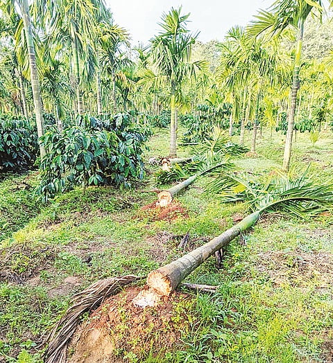 ಬೆಳಗವಳ್ಳಿ ಗ್ರಾಮದ ಕೋಕಿಲ ಅಶೋಕ್ ತೋಟದಲ್ಲಿ ಕಾಡಾನೆಗಳು ಅಡಕೆ ಗಿಡಗಳನ್ನು ಬುಡ ಸಮೇತ ಕಿತ್ತೆಸೆದಿರುವುದು.