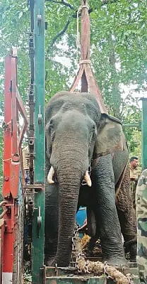 6 nrp 2 elephant