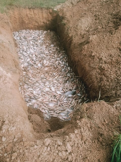 Fish deaths in Thangalagere village Mandya
