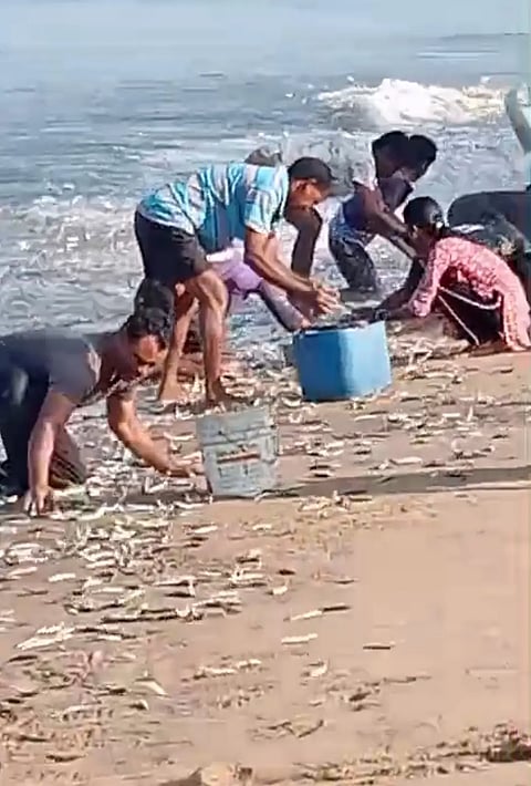 Fish