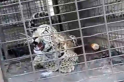 Kanakagiri baby leopad captuerd