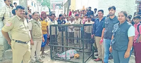 Operation "Kapi'raya" to capture monkey that bit over 40 people is a success...!