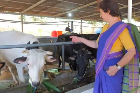 Priyanka Gandhi Meets Cow Named Alia Bhatt In Kerala