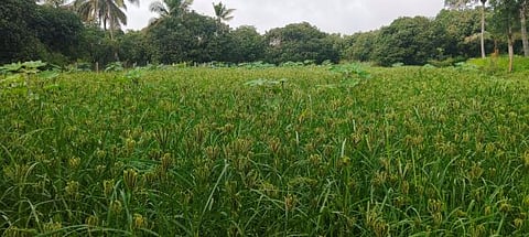 Rmgm-Ph-01-Ragi-Uttama-Pasalu-Photo -29-10-2025