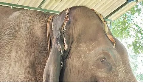Sakrebail elephant