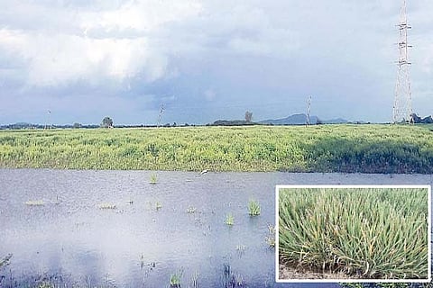 Siddapur paddy croft rain