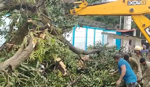 Tree Fallen