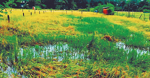 Untimely rains spoil rice harvest!
