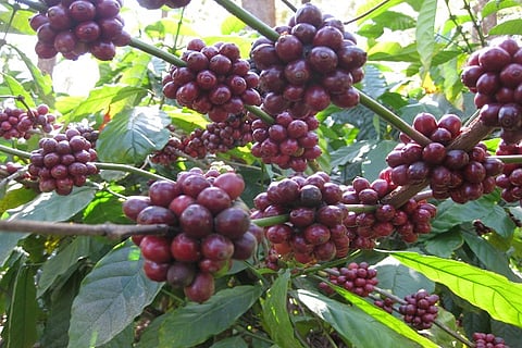 coffee