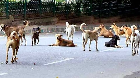 dogs
