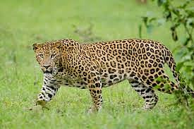 Leopard View