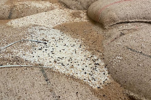 dvg-food-grain-2.jpg
