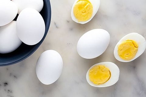 egg