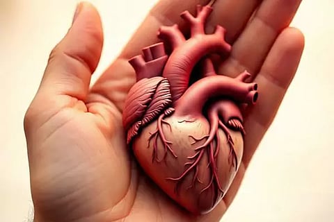 Heart