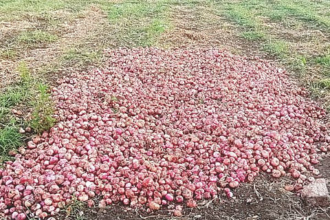 kavital onion