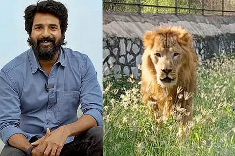 Lion