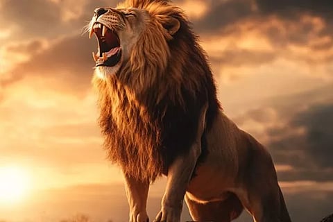 Lion Roars