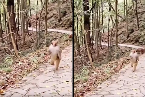 moneky viral video