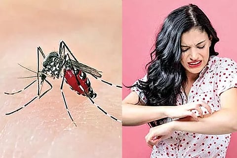 Mosquitoes