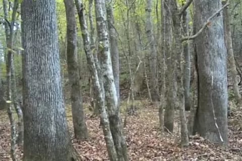 Optical Illusion Challenge