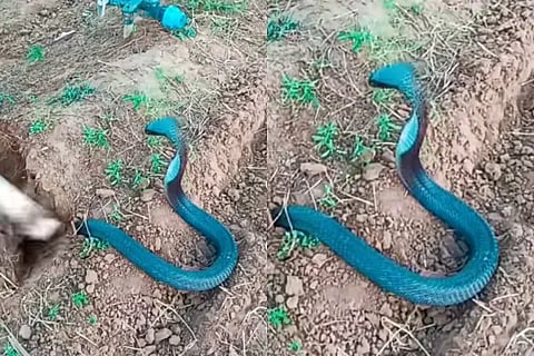 snake