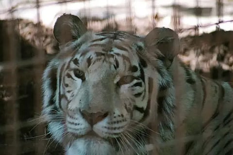 tiger