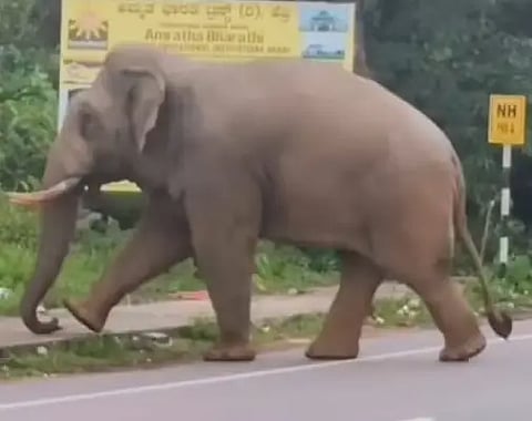 tth elephant