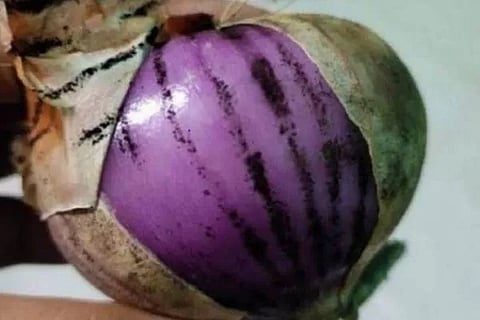black-fungus-onions-6915b137e6044