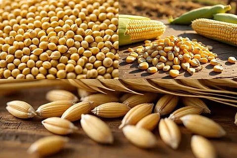 millet