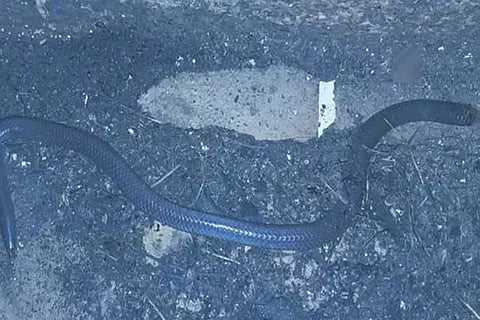 Snake
