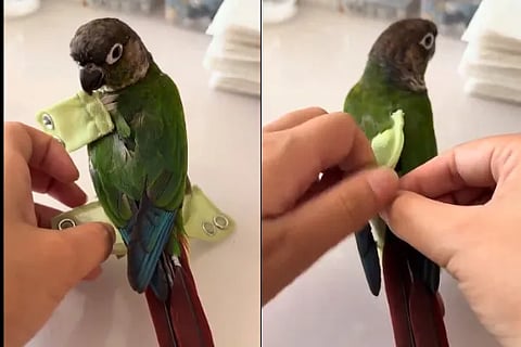 viral video (1)