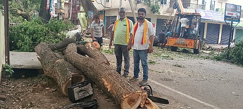 ಮಂಡ್ಯದ ಅಶೋಕನಗರದಲ್ಲಿ ಮರಗಳ ಕಟಾವು ಮಾಡುತ್ತಿರುವುದು.  