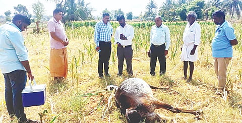 ಹನೂರು ತಾಲೂಕಿನ ಮುತ್ತುಶೆಟ್ಟಿಯೂರಿನಲ್ಲಿ ಹಸುಗಳು ಮೃತಪಟ್ಟ ಸ್ಥಳಕ್ಕೆ ಪಶುಪಾಲನಾ ಇಲಾಖೆಯ ಅಧಿಕಾರಿಗಳು ಭೇಟಿ ನೀಡಿ ಪರಿಶೀಲಿಸಿದರು. ಡಾ.ಮಂಜುನಾಥ್, ಡಾ.ಸಿದ್ದರಾಜು ಇತರರು ಇದ್ದರು. 