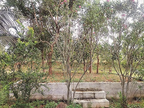 ಕೆ.ಆರ್.ನಗರ ತಾಲೂಕಿನ ಕಾಮೇನಹಳ್ಳಿ ಗ್ರಾಮದಲ್ಲಿರುವ ವಿ.ಮುರಳಿ ಅವರ ತೋಟದಲ್ಲಿರುವ ವಿವಿಧ ಜಾತಿಯ ಮರಗಳು.
