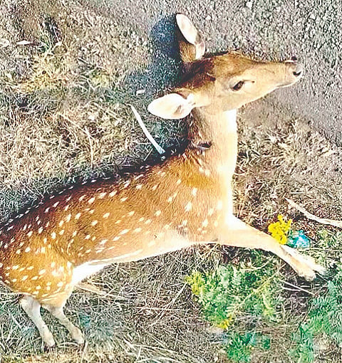   ನಂಜನಗೂಡು ತಾಲೂಕಿನ ನೇರಳೆ ಗೇಟ್ ಬಳಿ ಅಪರಿಚಿತ ವಾಹನ ಗುದ್ದಿ ಸ್ಥಳದಲ್ಲಿ ಮೃತಪಟ್ಟಿರುವ ಜಿಂಕೆ.
