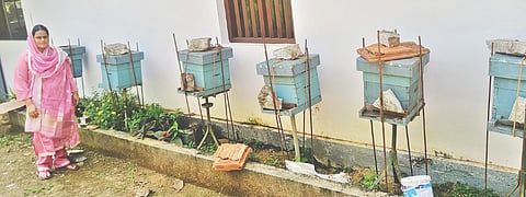 ಜೇನು ಸಾಕಣೆಗೆ ಇರಿಸಿರುವ ಪೆಟ್ಟಿಗೆಗಳು.