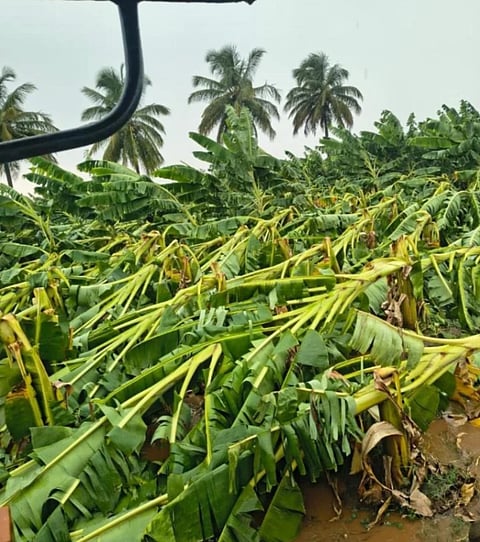 ಗುಂಡ್ಲುಪೇಟೆ ತಾಲೂಕಿನ ಅಂಕಹಳ್ಳಿ ಗ್ರಾಮದಲ್ಲಿ ಗಾಳಿ-ಮಳೆಗೆ ನೆಲಕಚ್ಚಿದ ಬಾಳೆ ಗಿಡಗಳು.