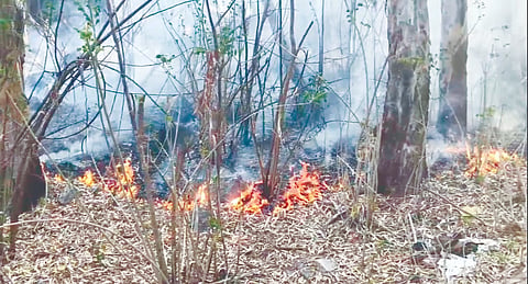 ಅಂತರಗಂಗೆ ಅರಣ್ಯಪ್ರದೇಶದಲ್ಲಿ ಬೆಂಕಿ forest-area