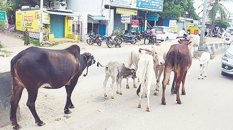 ಮುದಗಲ್ ರಸ್ತೆಯಲ್ಲಿ ಬಿಡಾಡಿ ದನಗಳಿರುವುದು. 