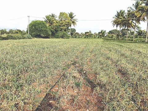 ಗುಂಡ್ಲುಪೇಟೆ ತಾಲೂಕಿನ ಭೀಮಬೀಡು ಗ್ರಾಮದ ಸಿದ್ದರಾಜು ಅವರ ಜಮೀನಿನಲ್ಲಿ ಕಟಾವಿಗೆ ಬಂದಿದ್ದ ಬೆಳ್ಳುಳ್ಳಿ ಕಳ್ಳತನವಾಗಿದೆ.