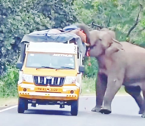ಗುಂಡ್ಲುಪೇಟೆ ತಾಲೂಕಿನ ಬಂಡೀಪುರ ರಸ್ತೆಯಲ್ಲಿ ತರಕಾರಿ ವಾಹನಗಳ ಮೇಲೆ ದಾಳಿ ನಡೆಸುತ್ತಿರುವ ಆನೆ.