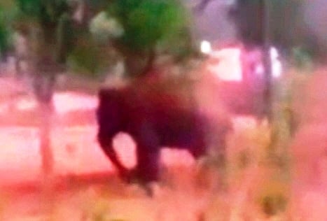 ಚಂಗಡಿ ಗ್ರಾಮ ಸಮೀಪವೇ ಆಗಮಿಸಿರುವ ಕಾಡಾನೆ. 