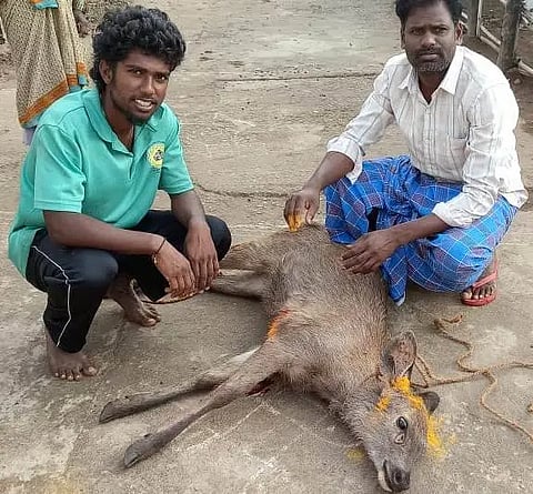 ಪೊನ್ನಾಚಿ ಗ್ರಾಮದಲ್ಲಿ ಬೀದಿ ನಾಯಿಗಳ ದಾಳಿಗೆ ಒಳಗಾಗಿದ್ದ ಕಡವೆಯನ್ನು ರಕ್ಷಿಸಿದ  ಗ್ರಾಮಸ್ಥರು. 
