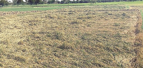 ಸಿದ್ದಾಪುರ ಹೊರ ವಲಯದಲ್ಲಿ ಮಳೆ ಹೊಡೆತಕ್ಕೆ ಭತ್ತದ ಗದ್ದೆ ನೆಲಕಚ್ಚಿರುವುದು.